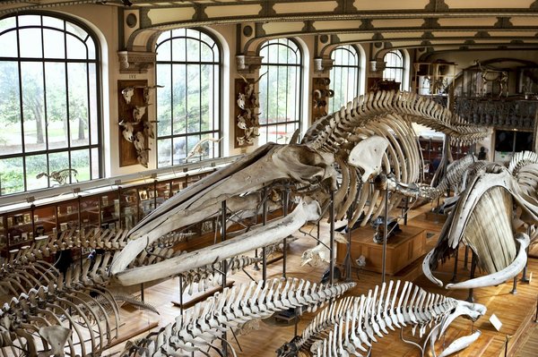 What are the best free museums to visit in Cardiff?